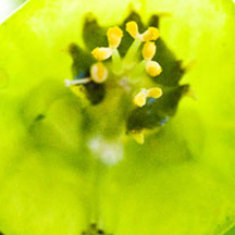 网页攻击器教程